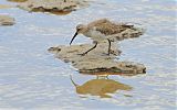 Curlew Sandpiper